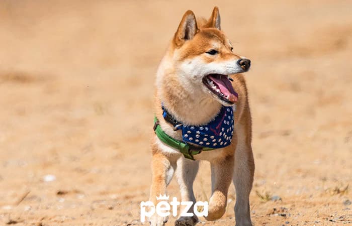 Shiba Inu Köpeği Özellikleri