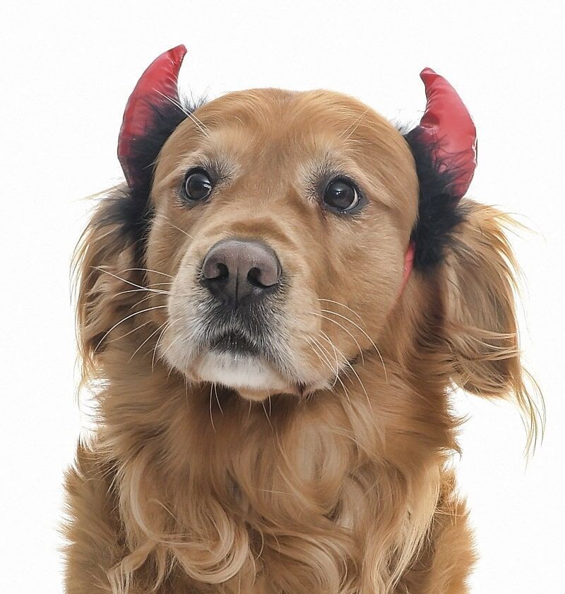 Küçük Orta Ve Büyük Irk Köpekler için Taç Devil