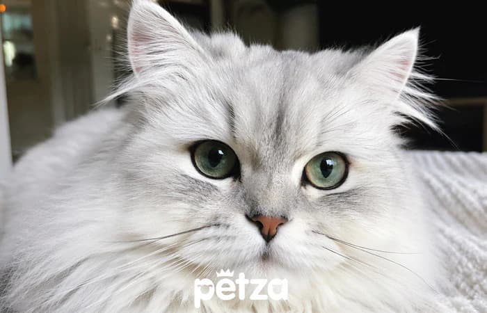 Chinchilla Kedisi Özellikleri