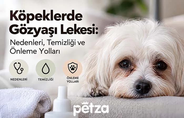 Köpeklerde Göz Yaşı Lekesi