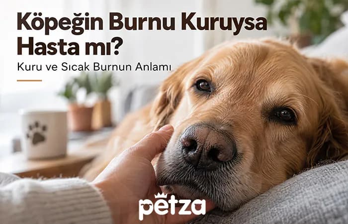 Köpeğin Burnu Kuruysa Hasta mı?