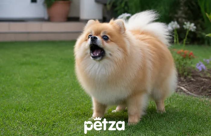 En Çok Havlayan Köpek Irkları: Pomeranian
