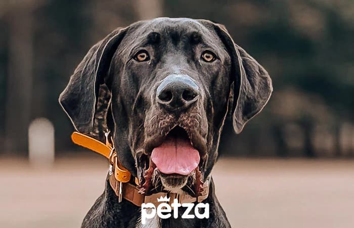 Great Dane (Danua) Özellikleri