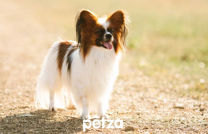 Papillon Köpeği
