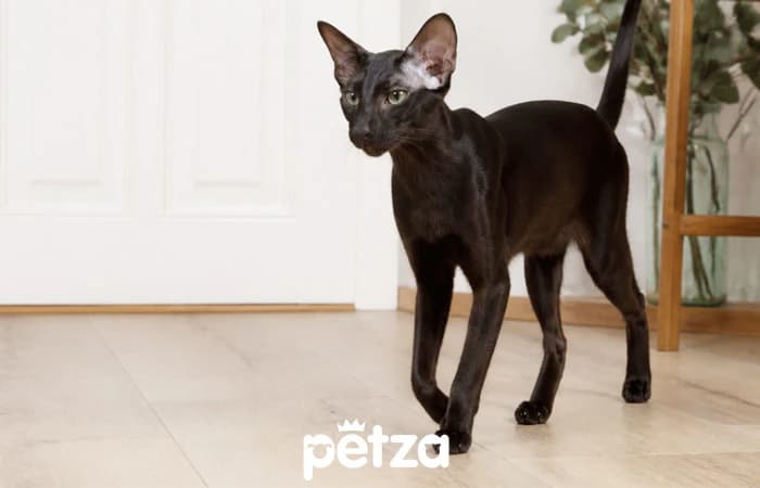 Oriental Shorthair Kedisi