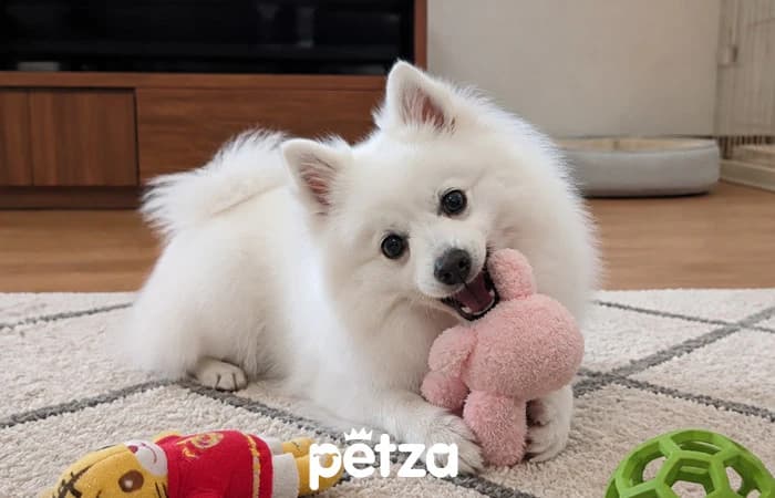 Japon Spitz Köpeği Özellikleri