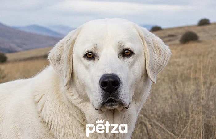 Akbaş Köpek Özellikleri