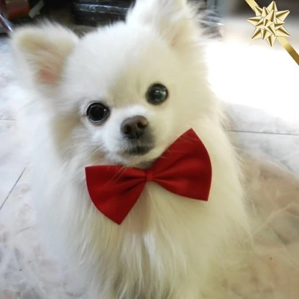 Köpek Papyon / Kırmızı