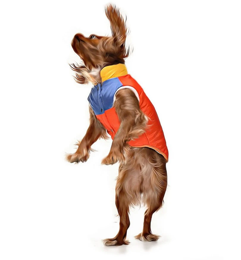 Küçük ve Orta Irk Köpek Mont Murpota Turuncu