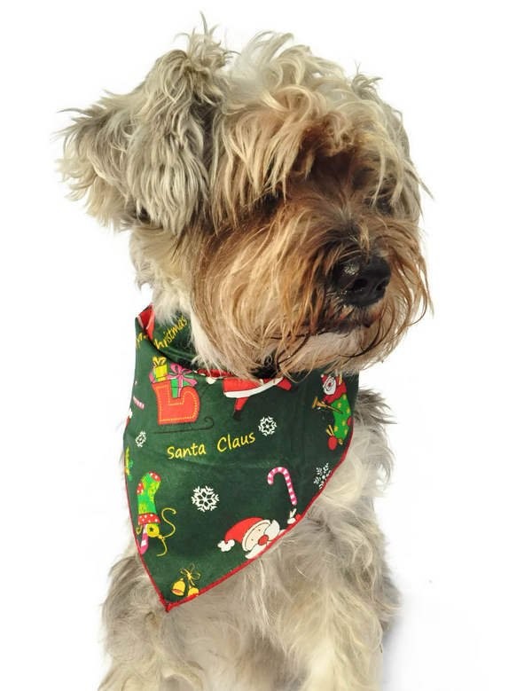 Köpek Bandana / Jehu