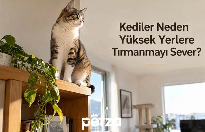 Kediler Neden Yüksek Yerlere Tırmanmayı Sever?
