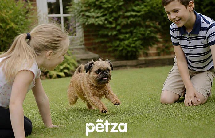 Brüksel Griffon Köpeği Özellikleri