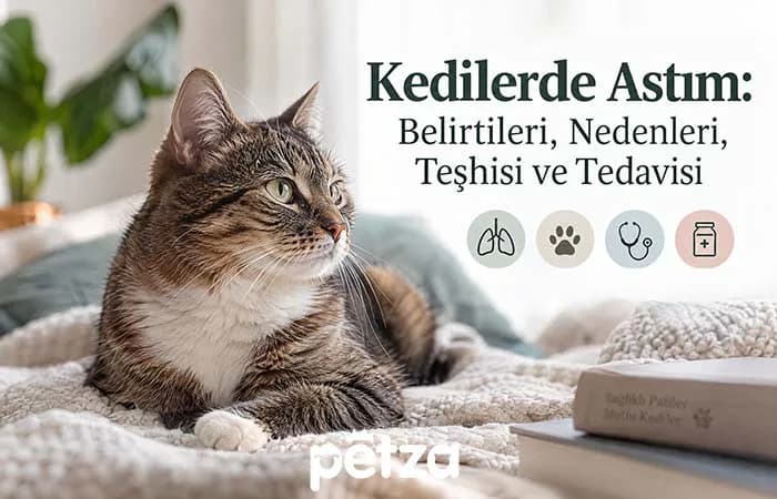 Kedilerde Astım