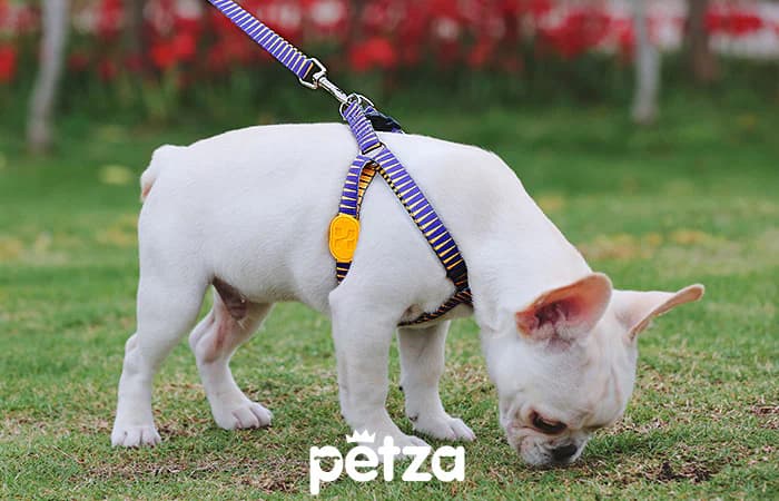Hi Dream Pharoah Köpek Göğüs Tasması - Petza