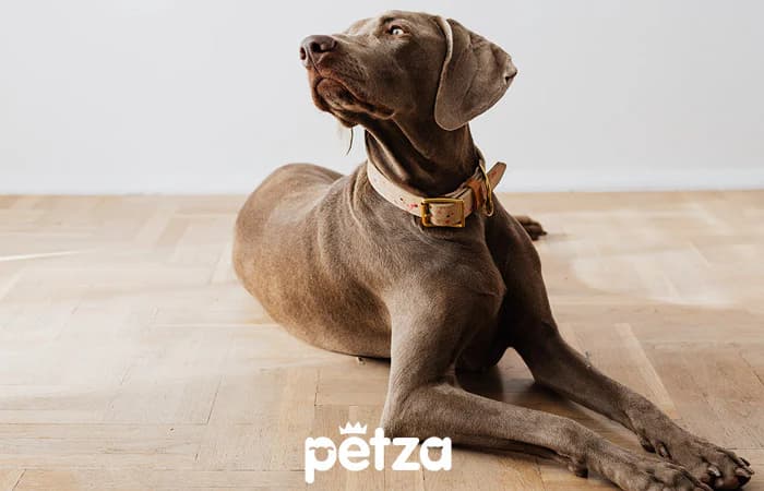 Weimaraner Köpek Özellikleri