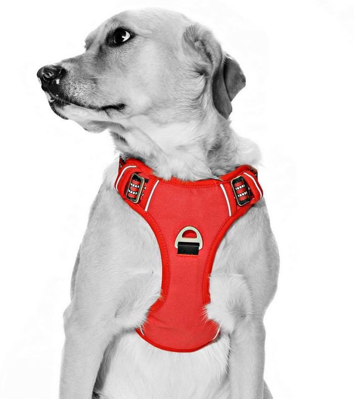 Köpek Göğüs Tasması Finwe Kırmızı