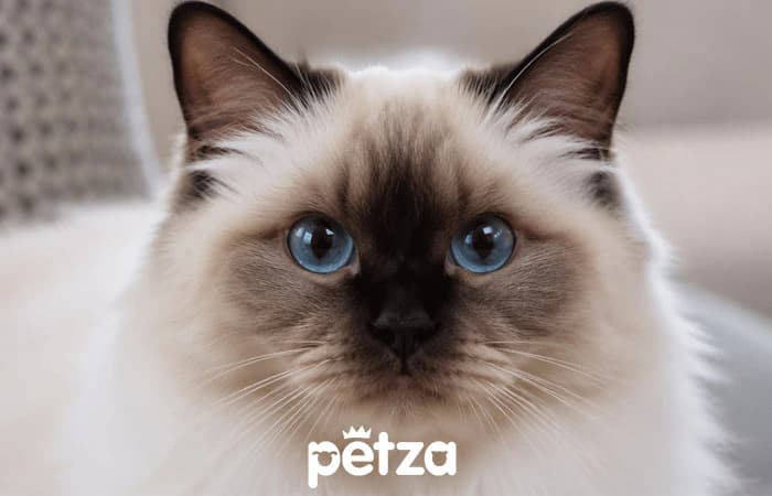 Birman Kedisi Özellikleri