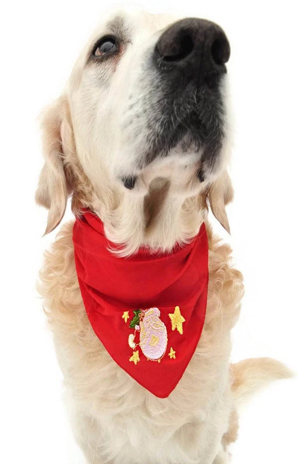 Köpek Bandana / Morgat