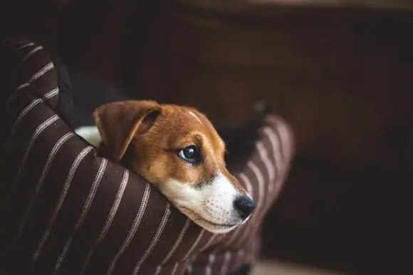 Jack Russell Köpek Özellikleri