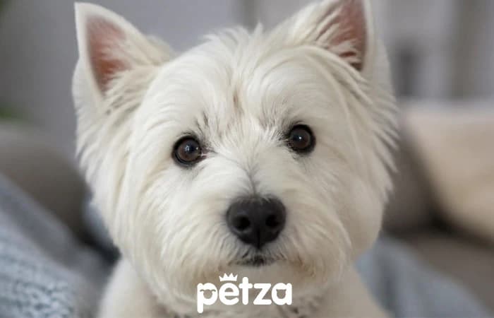 Westie (West Highland White Terrier) Köpek Özellikleri
