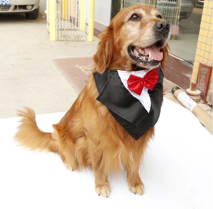 Köpek Smokin Yakalık - Mr.Homer