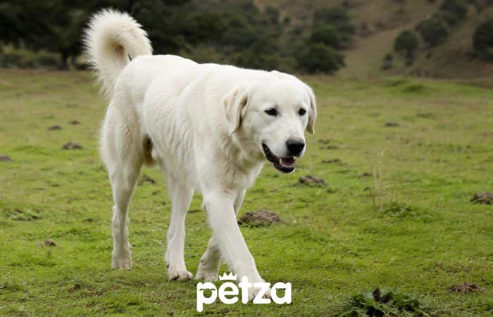 Akbaş Köpek Özellikleri