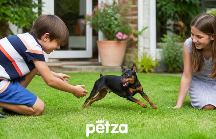 Miniature Pinscher Özellikleri