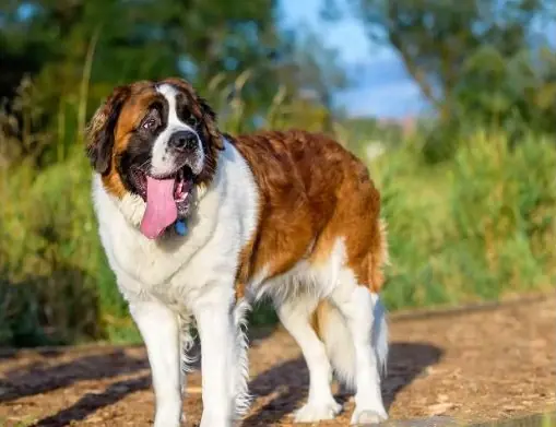Sıcak Havada bir Saint Bernard Köpek