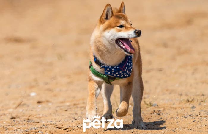 Shiba Inu Köpeği