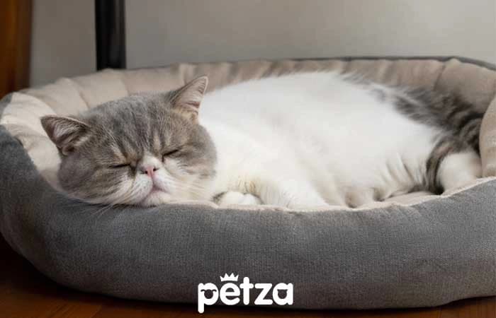 Exotic Shorthair Kedi Özellikleri