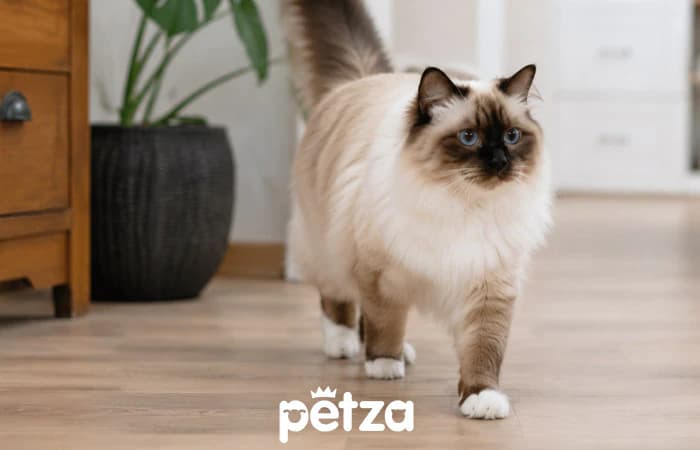 Birman Kedisi Özellikleri