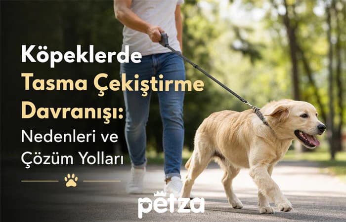 Köpeklerde Tasma Çekiştirme Davranışı