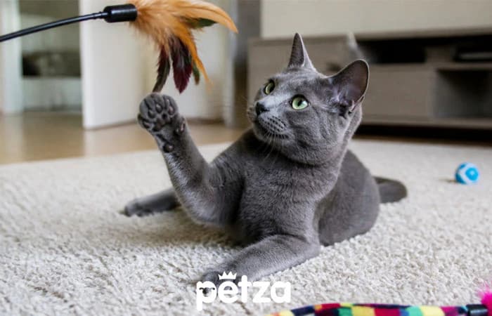 Korat Kedisi Özellikleri
