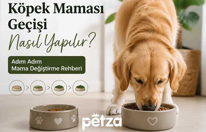 Köpek Maması Geçişi Nasıl Yapılır?