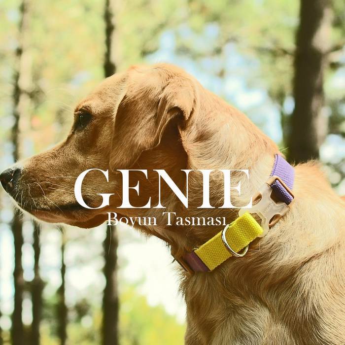Köpek Boyun Tasması Genie