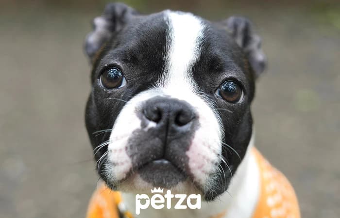 Boston Terrier Özellikleri