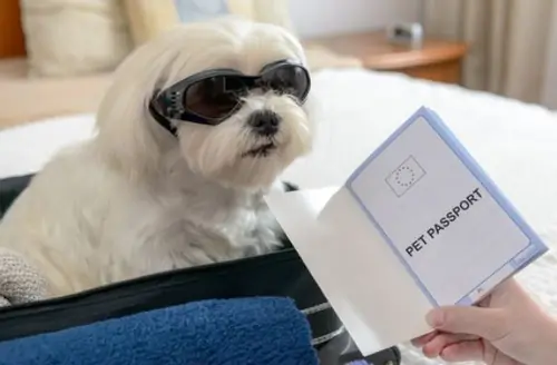 Köpek Pasaportu