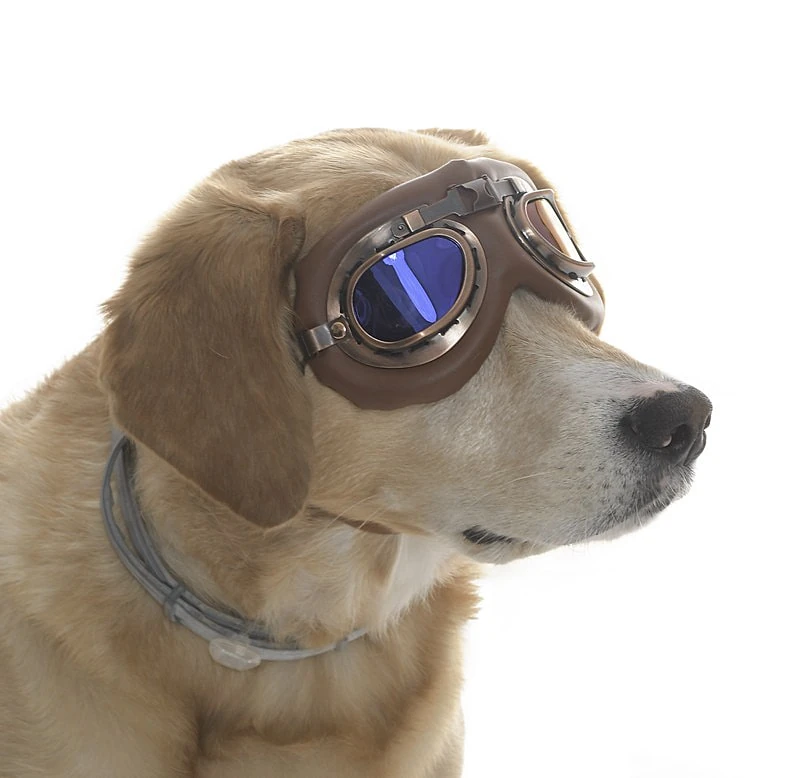 Orta ve Büyük Köpek Güneş Gözlüğü Kimmo 