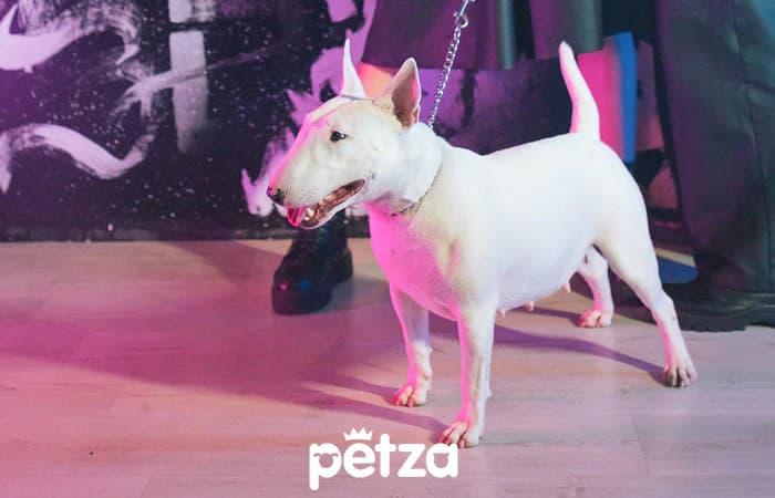 Bull Terrier Köpek Özellikleri