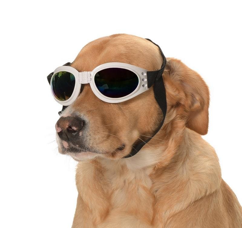 Orta ve Büyük Köpek Güneş Gözlüğü Royna Beyaz