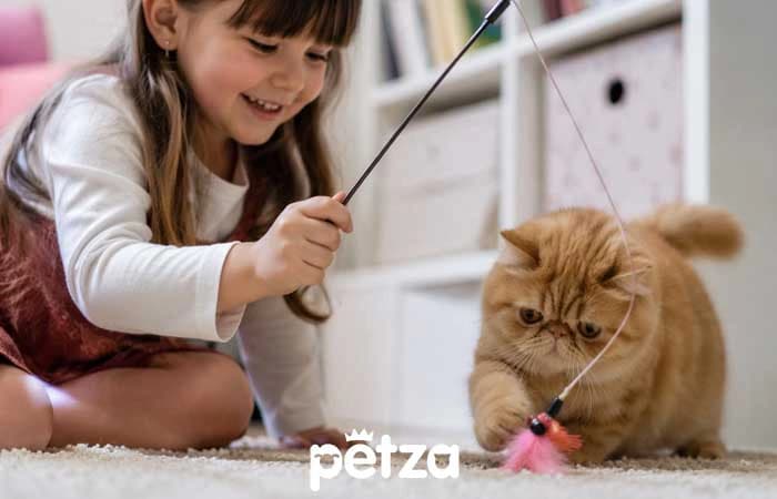 Exotic Shorthair Kedi Özellikleri