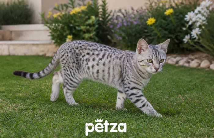 Mısır Mau Kedisi Özellikleri
