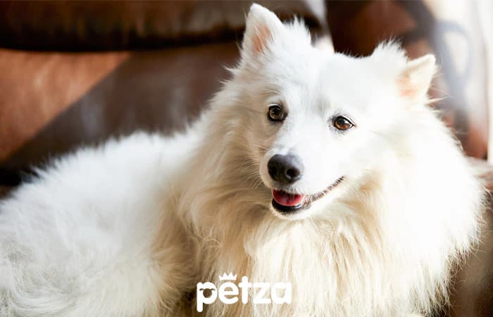 Japon Spitz Köpeği Özellikleri