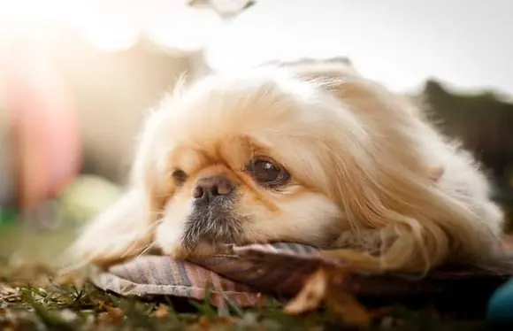 Pekinez Köpek Özellikleri