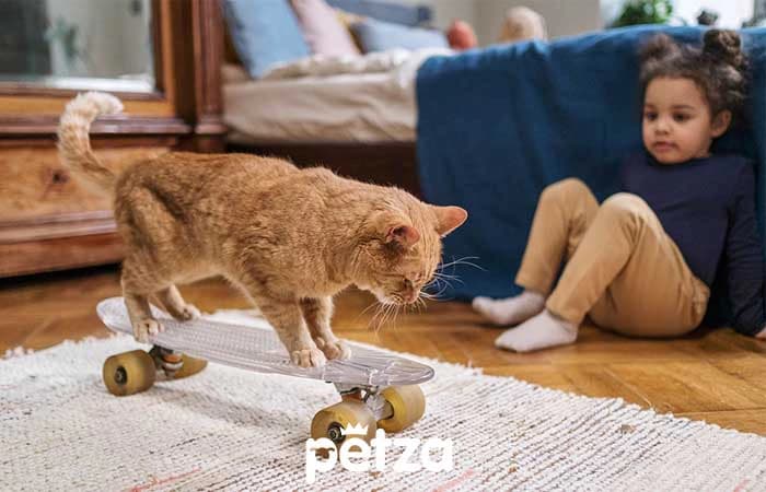 Kediler Köpekler Gibi Eğitilebilir mi?