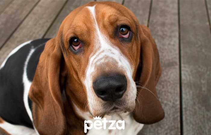 Basset Hound Köpek Özellikleri