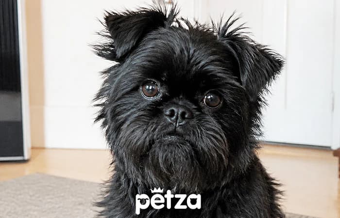 Affenpinscher Köpek Özellikleri