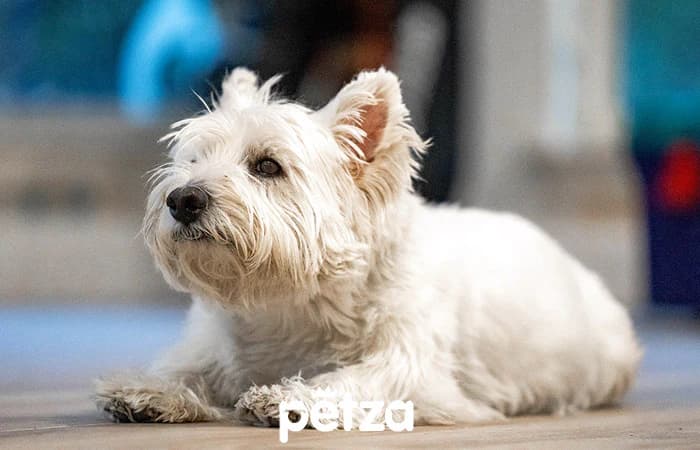 Westie (West Highland White Terrier) Köpek Özellikleri