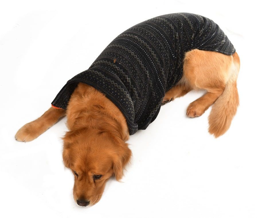 Orta ve Büyük Irk Köpek Polar Sweat - Leela