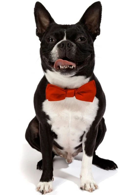 Köpek Papyon / Kırmızı